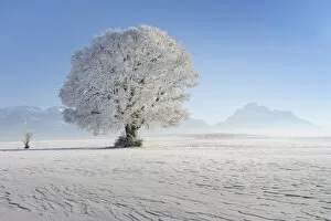 Images Dated 10th March 2021: Beech tree with hoarfrost, near Fuessen, Allgeau Alps, Alps, Allgeau, Bavaria, Germany