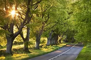 Images Dated 15th May 2012: Beech tree lined road in evening sunshine, Wimborne, Dorset, England. Spring