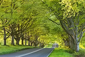 Images Dated 22nd January 2015: Beech tree lined road in springtime, Nr Wimborne, Dorset, England. Spring