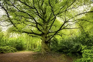 Beech Tree in Spring, Tehidy Country Park, Cornwall, England