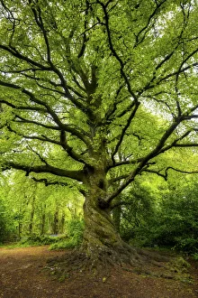 Cornish Prints: Beech Tree in Spring, Tehidy Country Park, Cornwall, England
