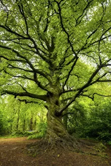 Images Dated 19th August 2019: Beech Tree in Spring, Tehidy Country Park, Cornwall, England