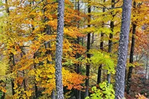 Beech trees in autumn time. Serra da Estrela Nature Park, Portugal