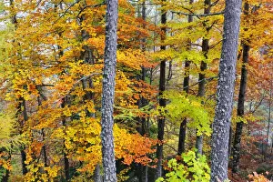 Beech Trees Prints: Beech trees in autumn time. Serra da Estrela Nature Park, Portugal