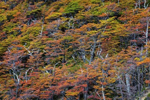 Images Dated 14th September 2023: Beech trees in autumn, Torres del Paine National Park, Chile