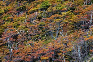 Beech Trees Prints: Beech trees in autumn, Torres del Paine National Park, Chile