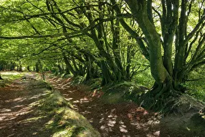 Beech Trees Prints: Beech trees along the Drove Road near Triscombe Stone in the Quantocks
