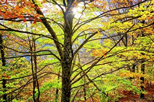 Beira Alta Prints: Beech trees (Fagus sylvatica) in the Autumn