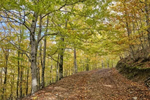 Beech trees (Fagus sylvatica) forest of Sao Lourenco in the Autumn