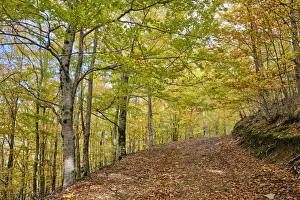 Beira Alta Prints: Beech trees (Fagus sylvatica) forest of Sao Lourenco in the Autumn
