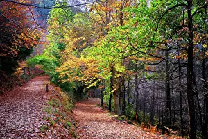 Beira Alta Prints: Beech trees (Fagus sylvatica) forest of Sao Lourenco in the Autumn