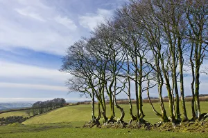 Beech Trees Prints: Beech trees in a field near North Radworthy, Exmoor National Park, Devon, England
