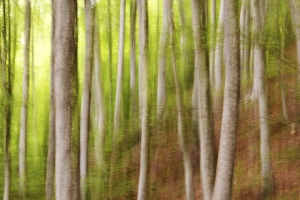 Beeches Prints: Beech trees, Sibillini national park, Umbria, Italy