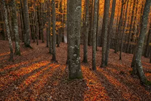 Beech trees at sunset in autumn, Tuscany Emilian appennines, Italy