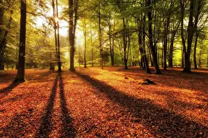 Hampshire Prints: Beech woodland at Bolderwood, New Forest National Park, Hampshire, England, UK