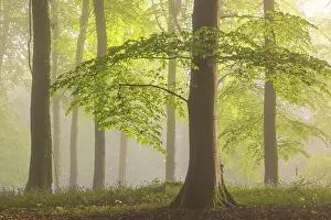 Forests Prints: Beech woodland on a misty spring morning, Devon, England. Spring (May) 2024