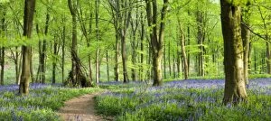 Forests Collection: Beech woods and carpets of Bluebells, West Woods, Marlborough, Wiltshire, England