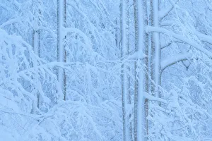 Images Dated 24th January 2023: A beeches forest in the Appennines after a heavy snowfall creates a surreal atmosphere