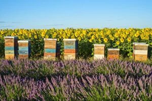 Beehives between lavender and sunflower fields on the Plateau de Valensole