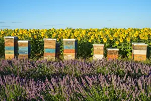 Agricultural Prints: Beehives between lavender and sunflower fields on the Plateau de Valensole