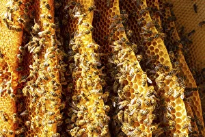 Images Dated 12th May 2021: Bees, Bled, Slovenia