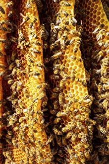 Images Dated 12th May 2021: Bees, Bled, Slovenia