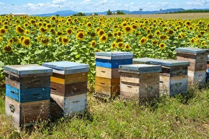 Bees swarming around beehives in sunflower field on the Plateau de Valensole
