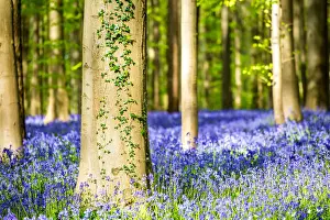 Bruxelles Prints: Belgium, Hallerbos, beech forest in Belgium full of blue bells flowers