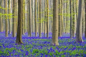 Forests Gallery: Belgium, Vlaanderen (Flanders), Halle. Bluebell flowers (Hyacinthoides non-scripta)