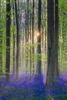 Belgium, Vlaanderen (Flanders), Halle. Bluebell flowers (Hyacinthoides non-scripta) Belgium, Vlaanderen (Flanders), Halle. Bluebell flowers (Hyacinthoides non-scripta)