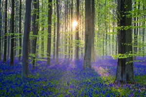 Belgium, Vlaanderen (Flanders), Halle. Bluebell flowers (Hyacinthoides non-scripta)