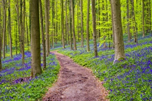 Flemish Brabant Prints: Belgium, Vlaanderen (Flanders), Halle. Bluebell flowers (Hyacinthoides non-scripta)