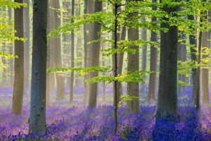 Belgium, Vlaanderen (Flanders), Halle. Bluebell flowers (Hyacinthoides non-scripta)