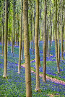 Belgium, Vlaanderen (Flanders), Halle. Bluebell flowers (Hyacinthoides non-scripta) Belgium, Vlaanderen (Flanders), Halle. Bluebell flowers (Hyacinthoides non-scripta)