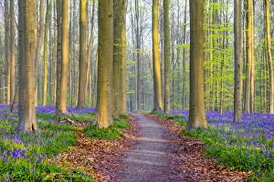 Belgium, Vlaanderen (Flanders), Halle. Bluebell flowers (Hyacinthoides non-scripta)