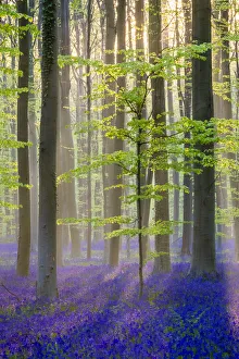 Images Dated 13th July 2016: Belgium, Vlaanderen (Flanders), Halle. Bluebell flowers (Hyacinthoides non-scripta)