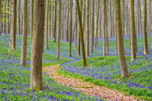 Belgium, Vlaanderen (Flanders), Halle. Bluebell flowers (Hyacinthoides non-scripta)