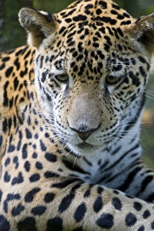 Belize, Animals / Wildlife, Jaguar