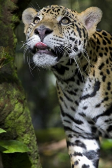 Jaguar Prints: Belize, Animals / Wildlife, Jaguar