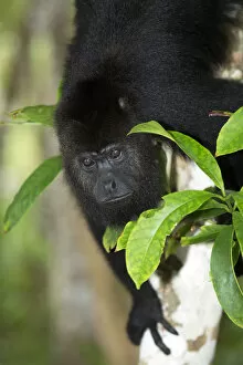Images Dated 20th August 2013: Belize, Belize District, a Yucatan or Guatemalan Black howler monkey (Alouatta pigra)