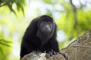Iucn Gallery: Belize, Belize District, a Yucatan or Guatemalan Black howler monkey (Alouatta pigra)