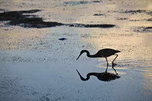 Caribbean Coast Gallery: Belize, Caye Caulker, Silouetted bird reflected in sea at sunrise