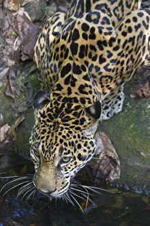 Jaguar Prints: Belize, Jaguar