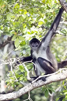 Deciduous Prints: Belize, Orange Walk district, a full body shot of a Yucatan spider monkey (Ateles