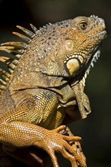 Belize, San Iguacio