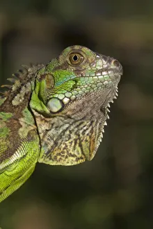 Belize, San Iguacio, Green Iguana