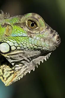 Images Dated 2nd April 2008: Belize, San Iguacio, Green Iguana
