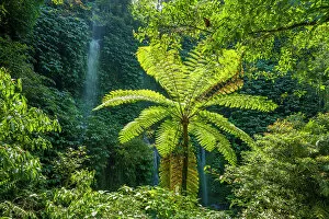 Jungle Collection: Benang Kelambu and Benang Stokel waterfalls in Lombok, Indonesia
