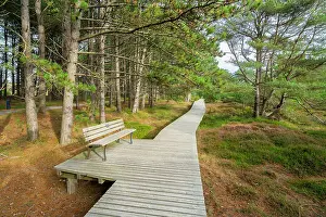 Bench Prints: Bench to rest on wooden boardwalk leading through forest near Suddorf
