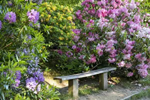 Rhododendron Prints: Bench & Rhododendrons, Sheringham Park, Norfolk, England